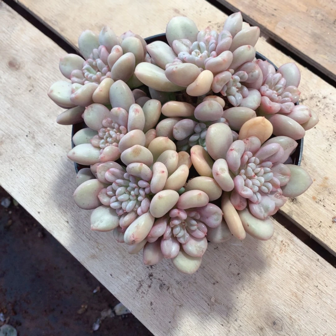 多肉植物多个环境不行