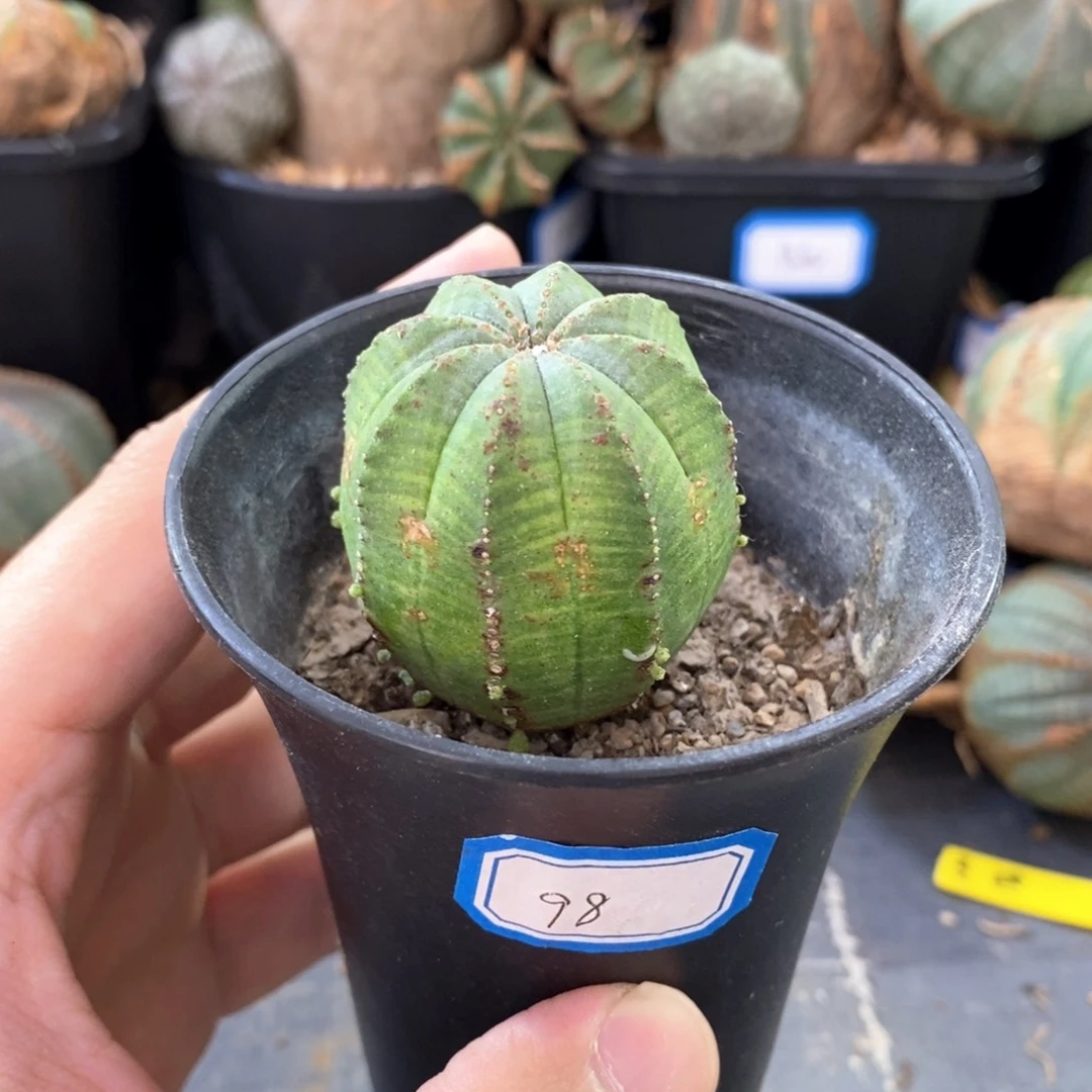 45 欧系实生布纹球多肉植物