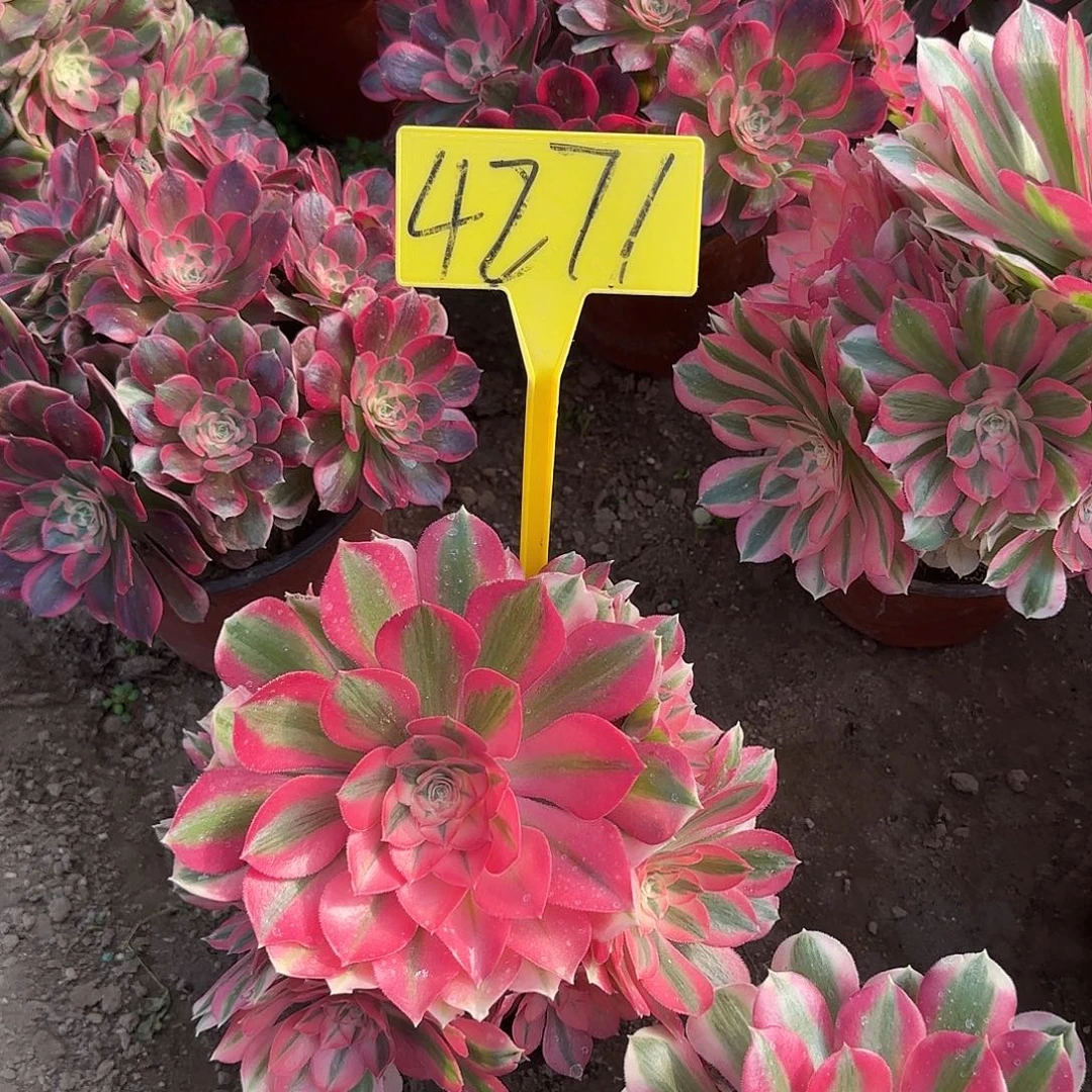 4271--女巫多头多肉