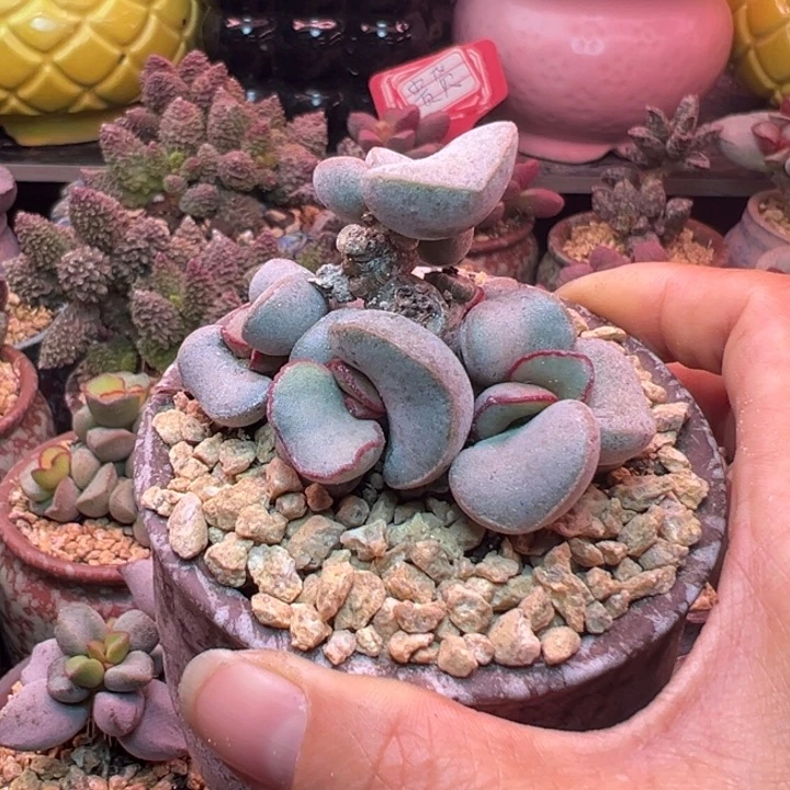 吉祥如意的一天从