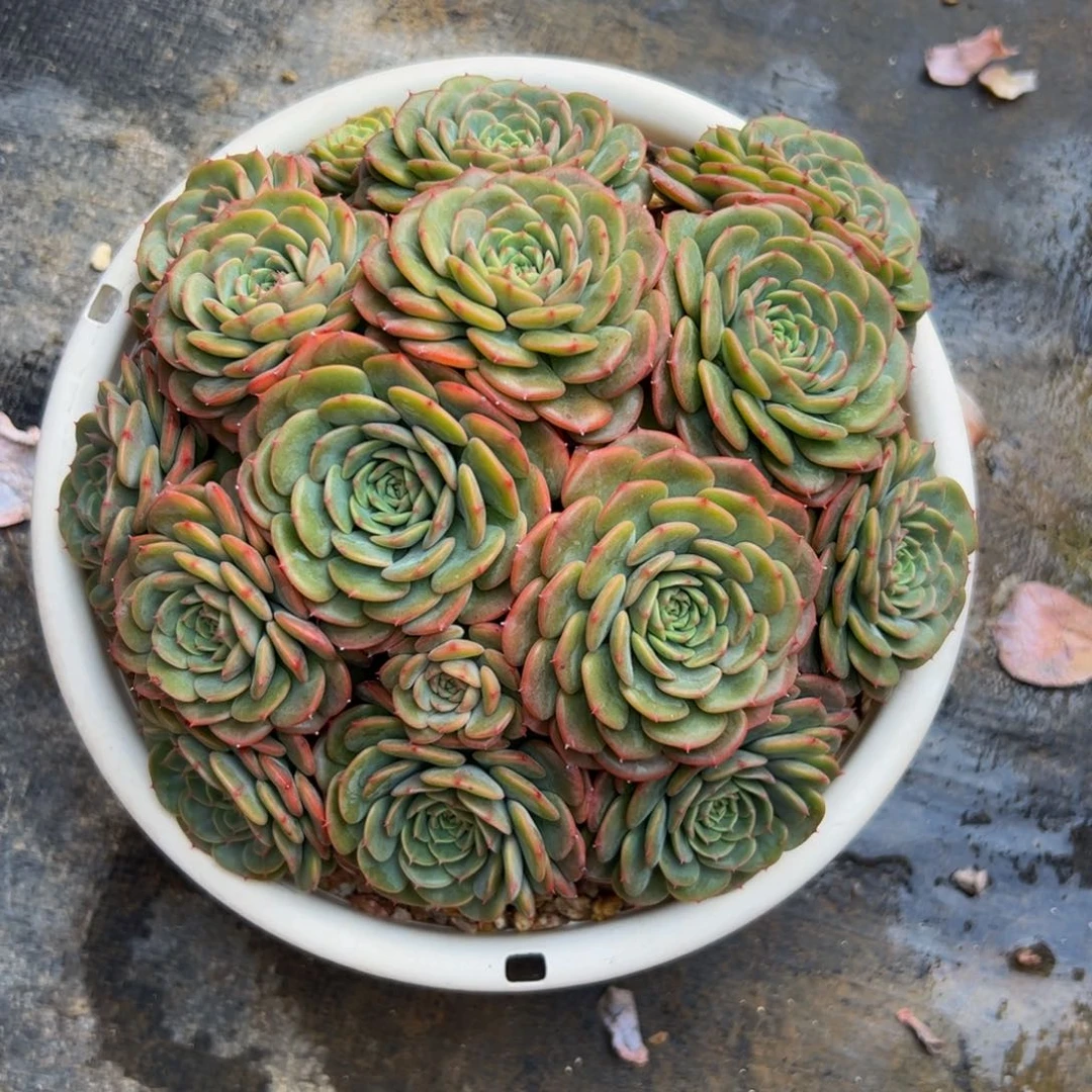 宝贝惊喜多肉植物
