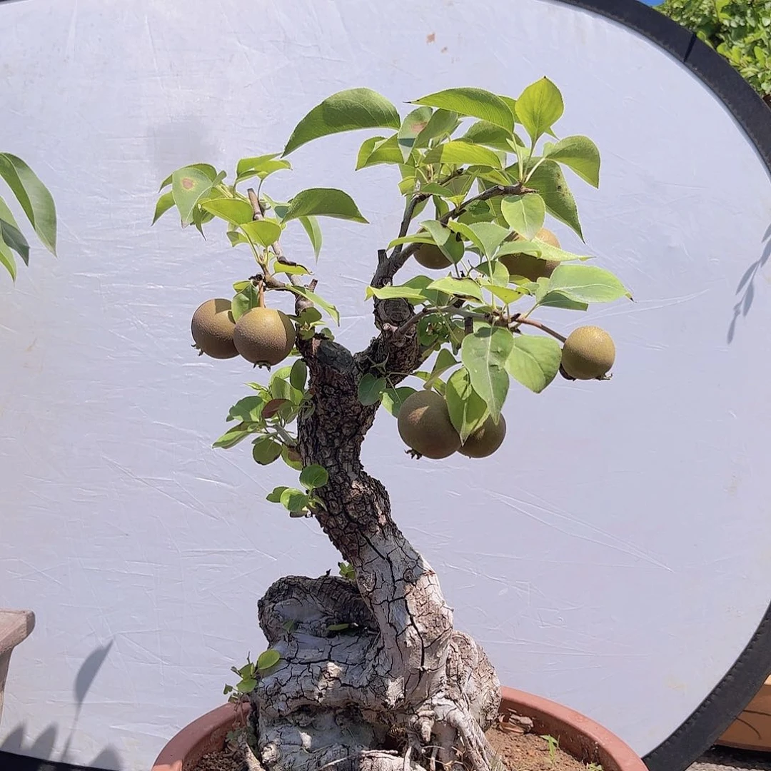 完全开放糖梨盆景造型盆栽花卉