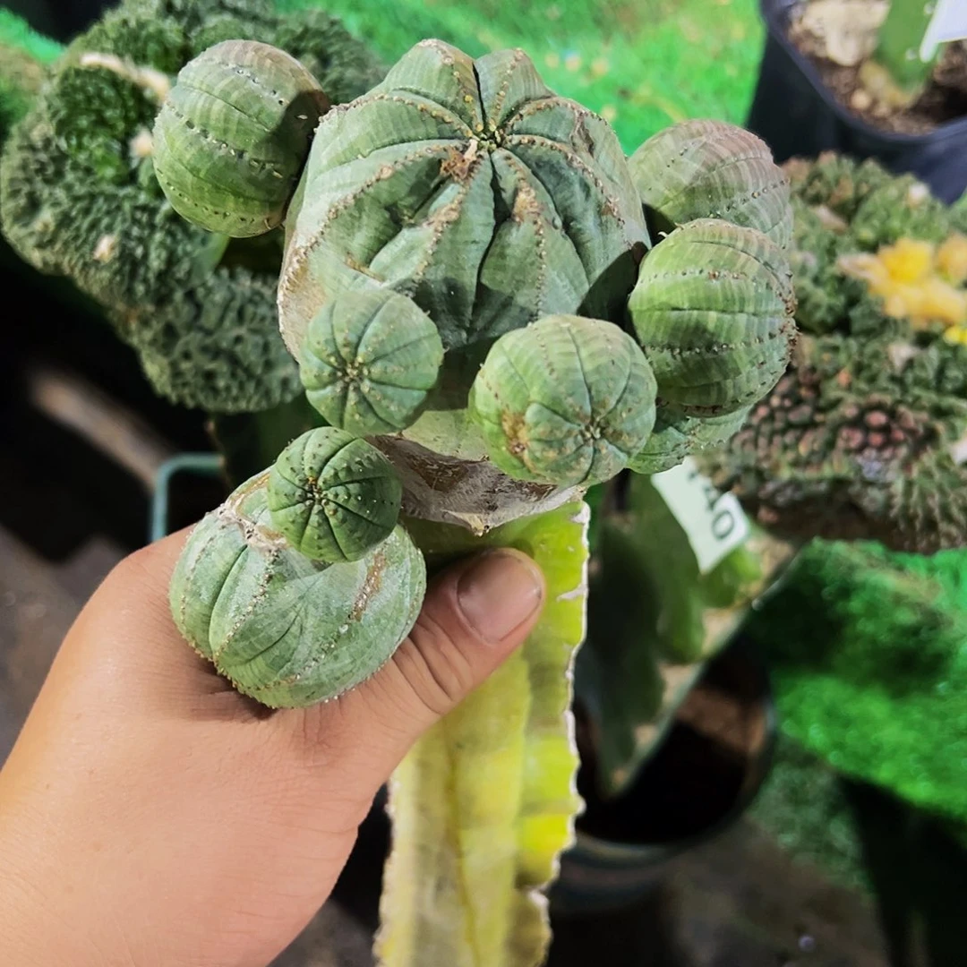 无花朵福利布纹球000