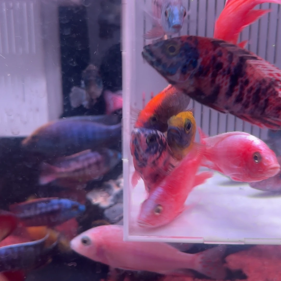 张***金慈鲷鱼直播10条备损2条