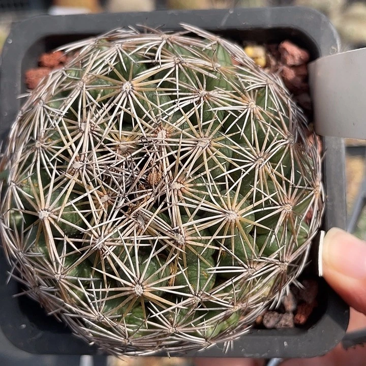 蛇牙实生裸根发货