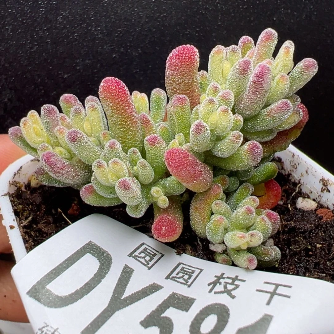 捡漏dy5811小精控冰晶锦冠幅4.5cm