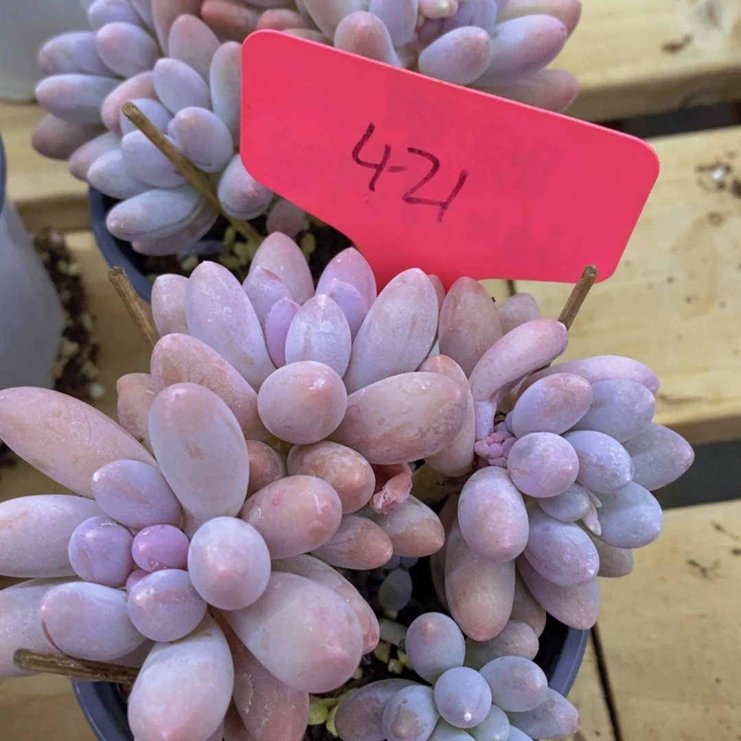 双十一正式开启，欢迎参加