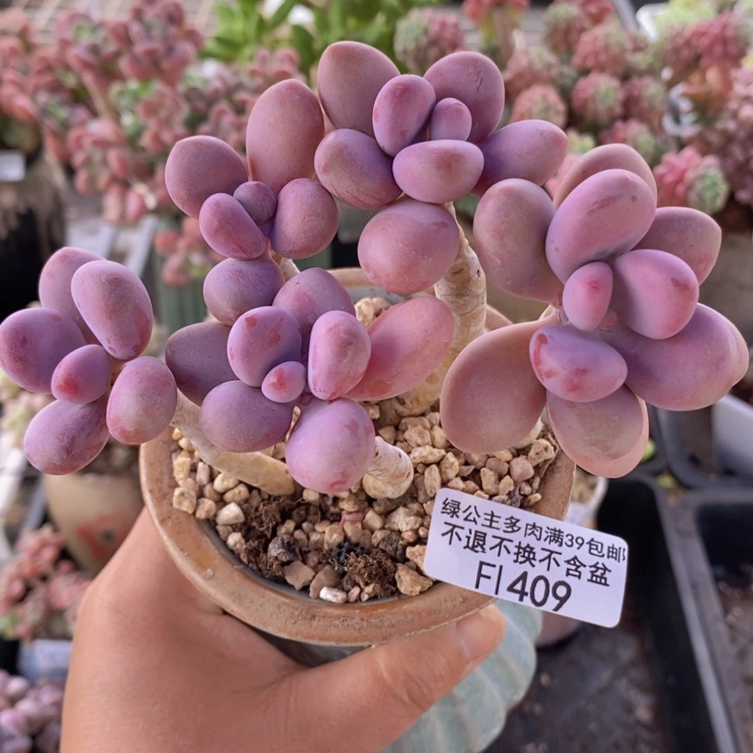 糖果桃蛋老桩11cm409多肉植物