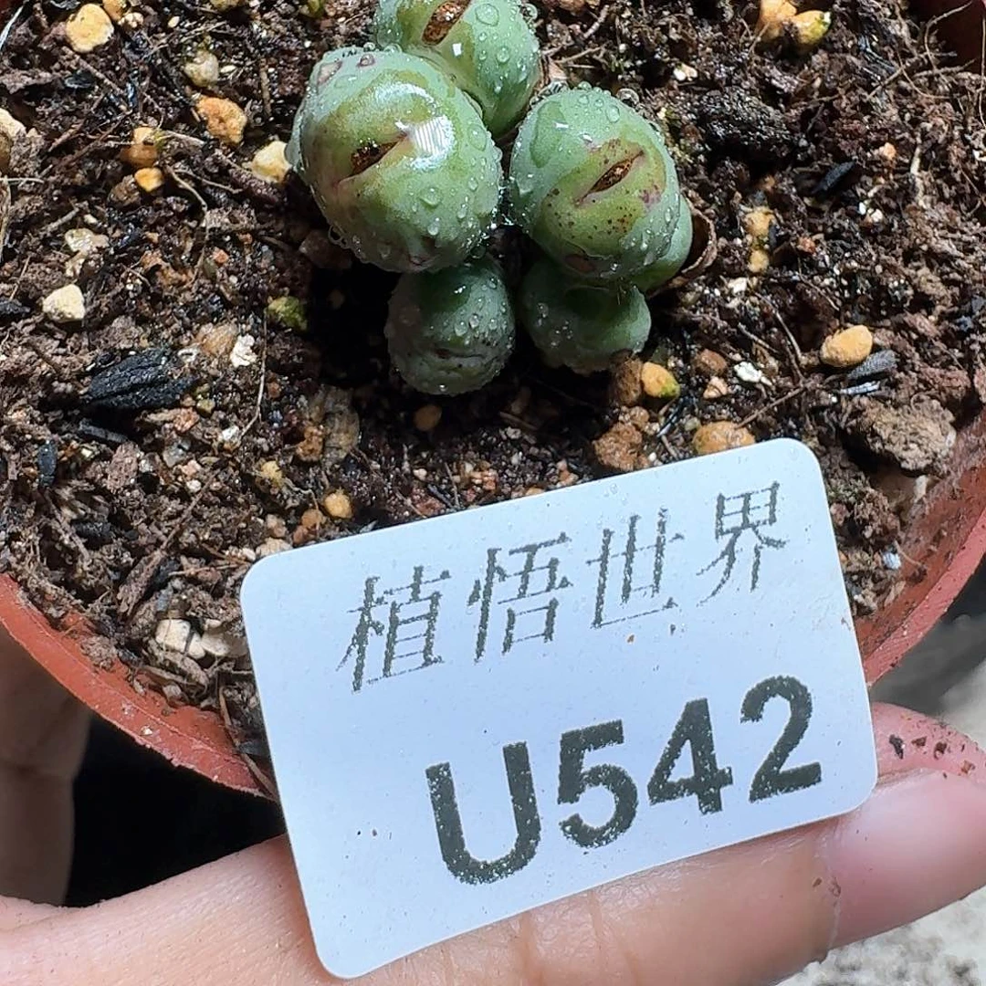 542号多肉植物哇fv