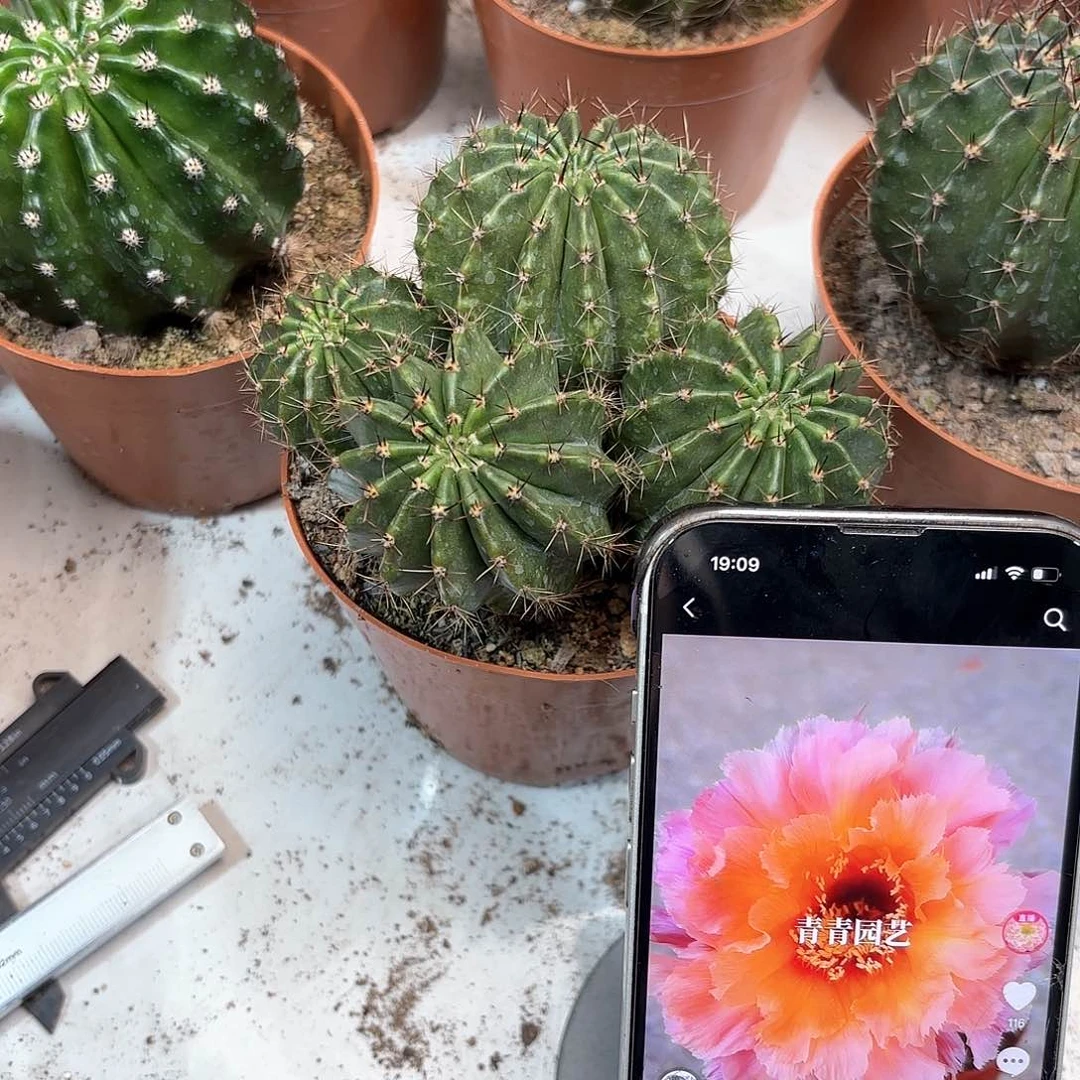 秋****…彩草83号4个头