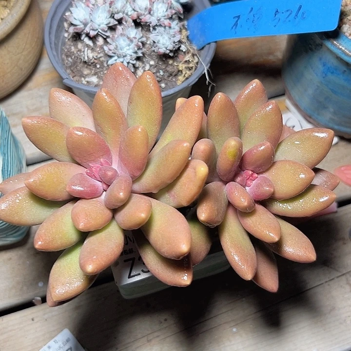 小鹿多肉福利多多芒果奶