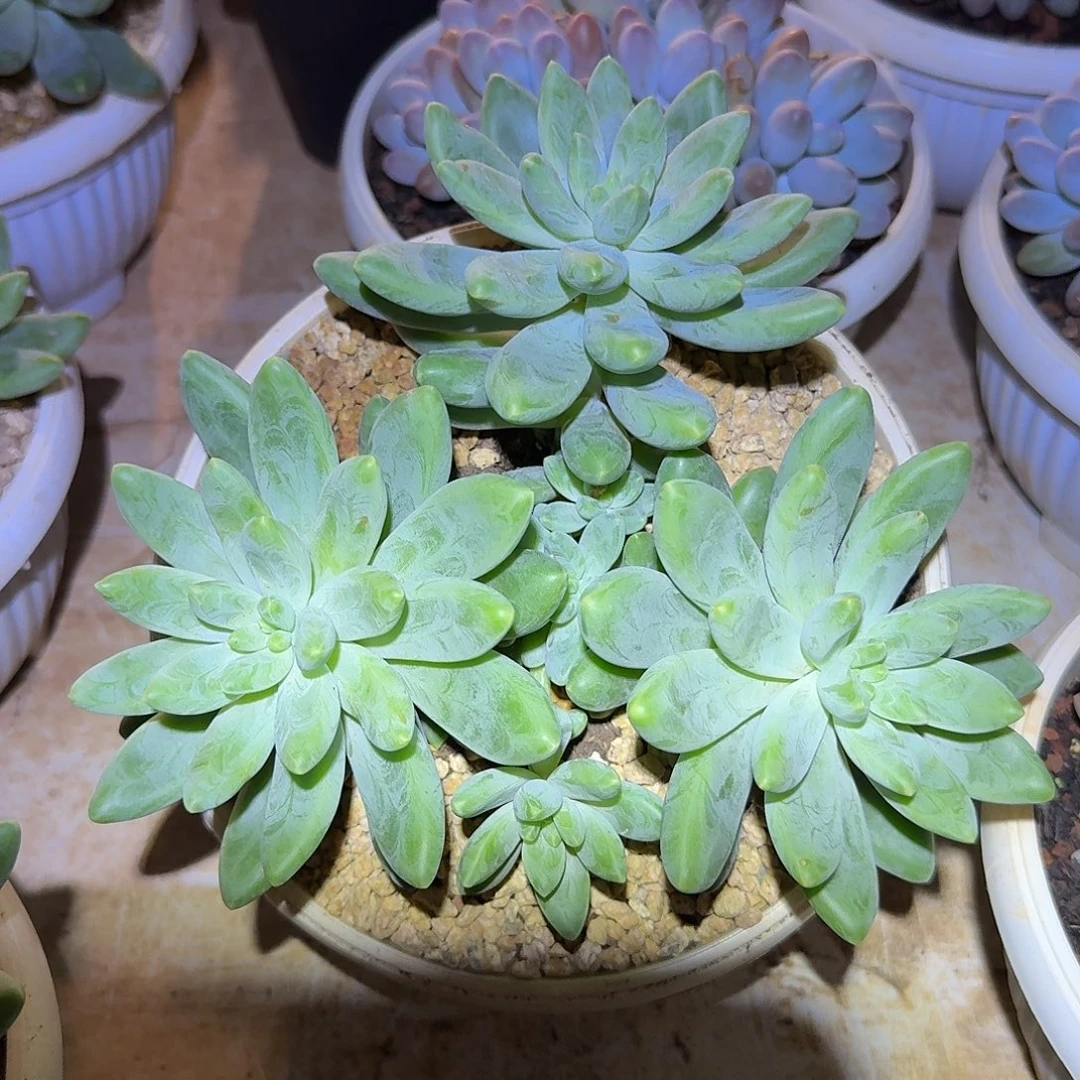 阿蒂斯托整无砍群生18公分
