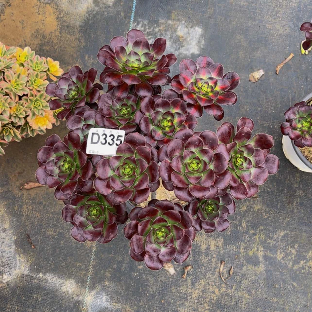 【闪购商品】?****）33500