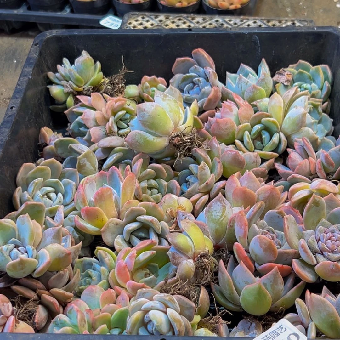 750多肉的小龙虾和小