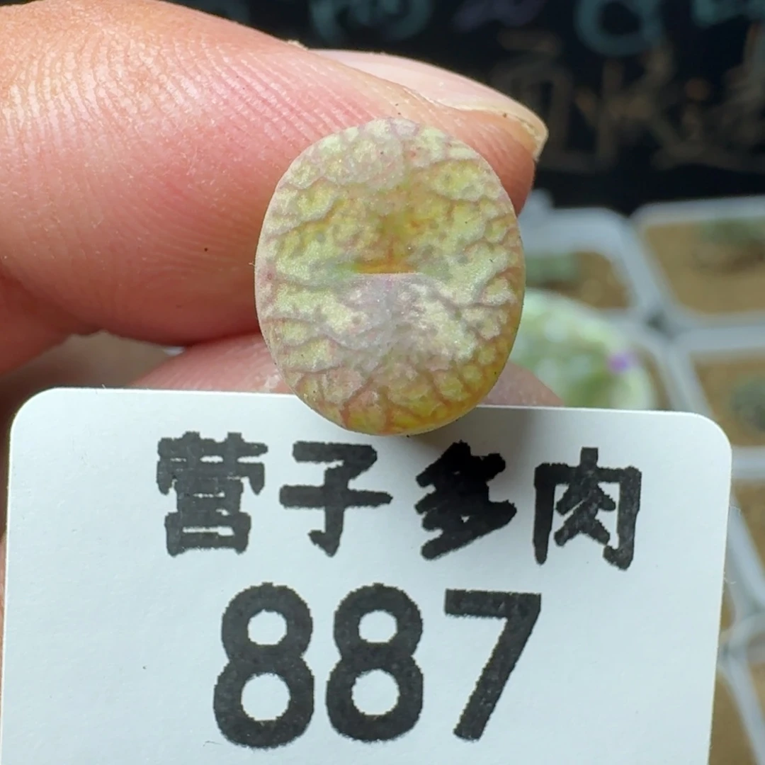 毛杂