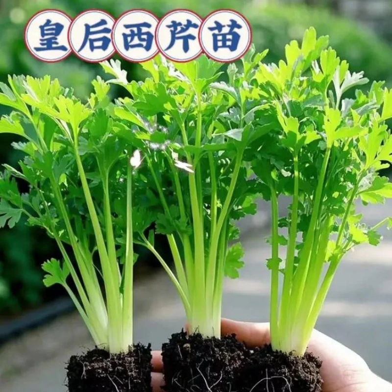 皇后西芹洋芹苗秧高产四季小香芹春秋四季阳台盆栽实心芹菜苗绿植