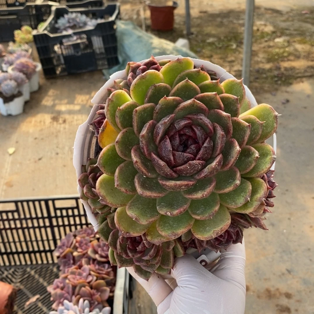 8688黑水晶一物一拍