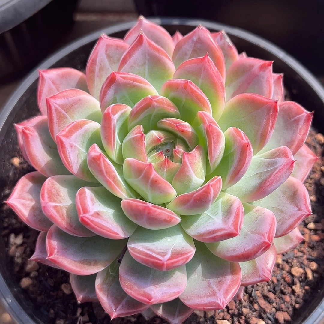 9-15-70精控草莓樱桃