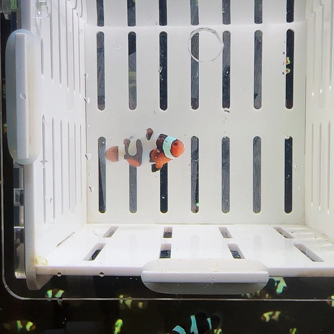 海水鱼黑卡达芬奇小丑鱼一条