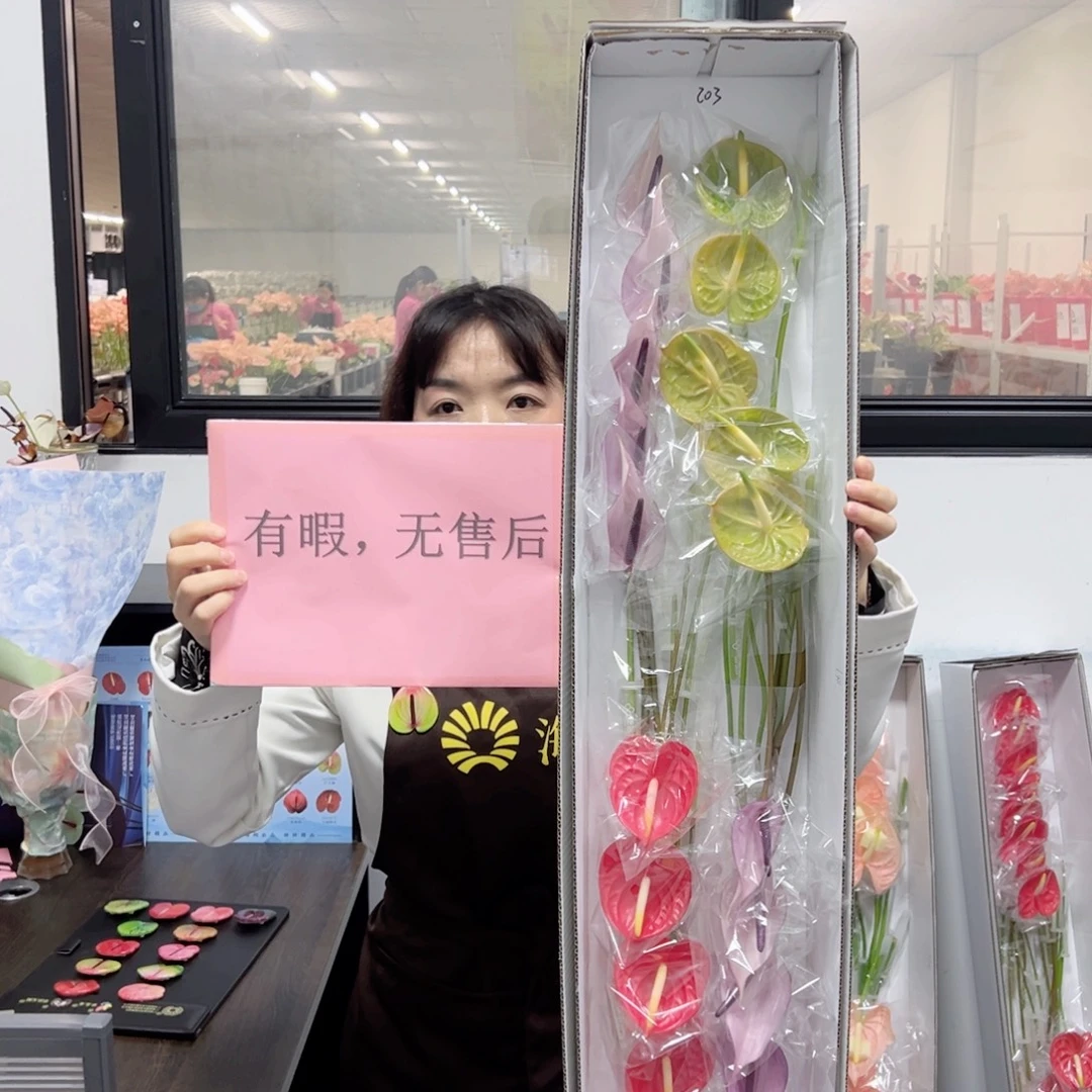 完全开放混色-20枝装无售后款203