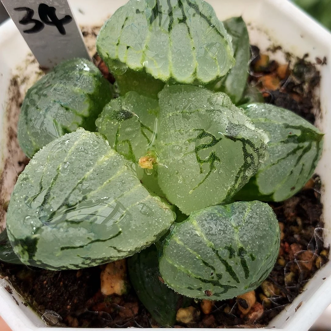 杨贵妃，34号，一物一拍