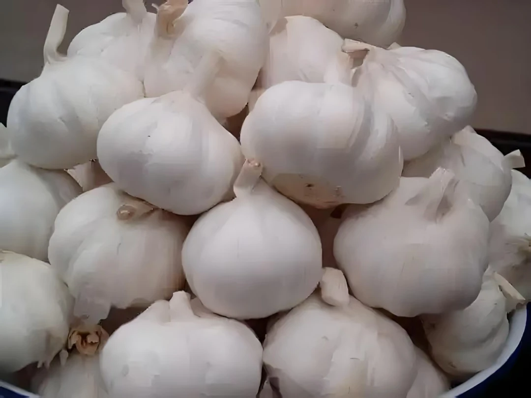 农家自种紫白皮大蒜可吃可种产地直发辛辣提香