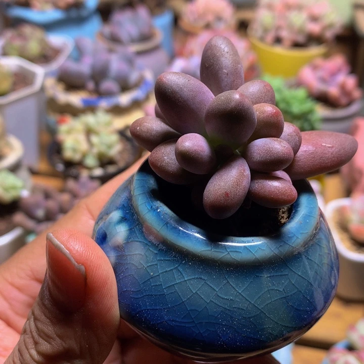 糖果美人多肉一物一拍