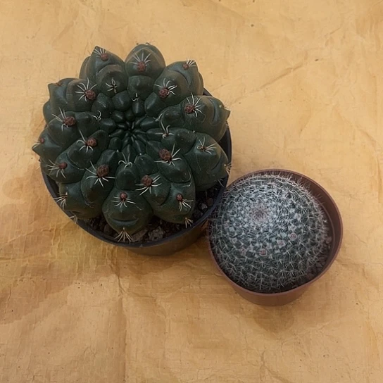 兰*绯花玉➕玉翁一物一拍