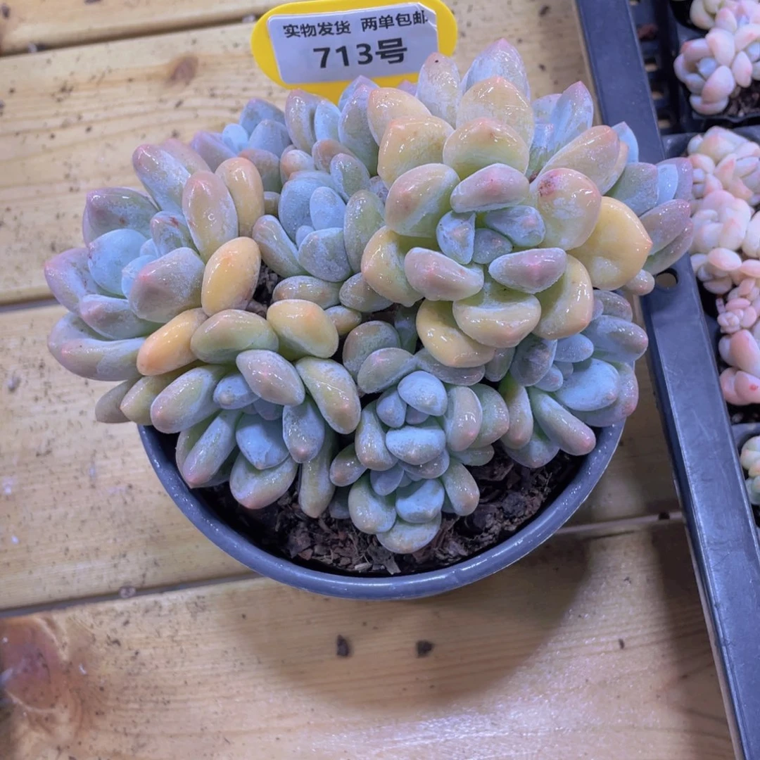 713号 老桩香水母本十头起一个