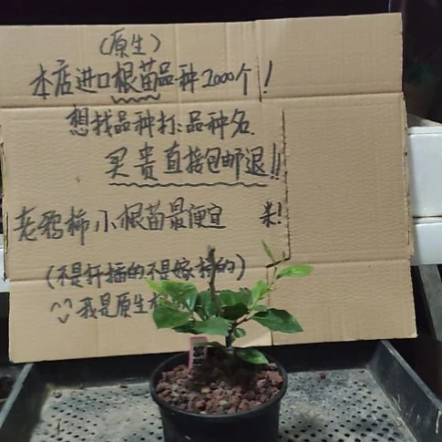 上***m完全开放刚刚菊花