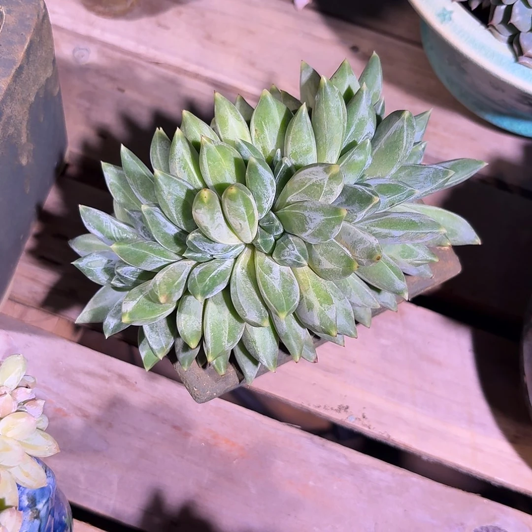 重楼美人缀化朵朵