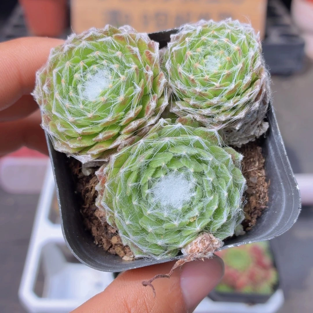 蛛丝卷卷多肉9.9包邮发货