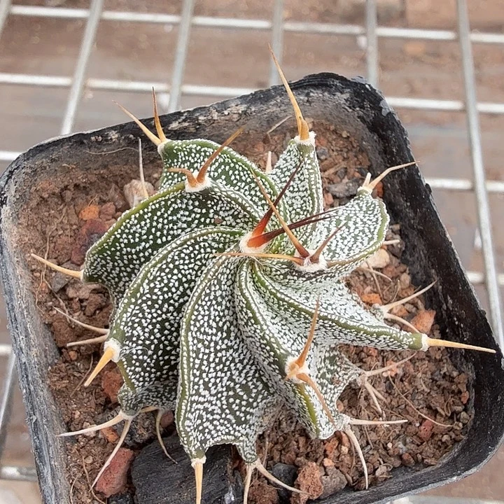 实生瑞凤玉3仙人球