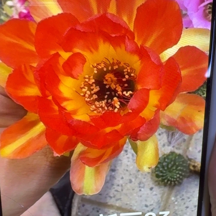 292丽花新丽83歪3公分左右无根侧牙，20包邮