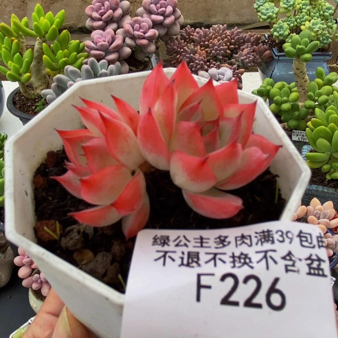 226法兰西玫瑰4cm多肉