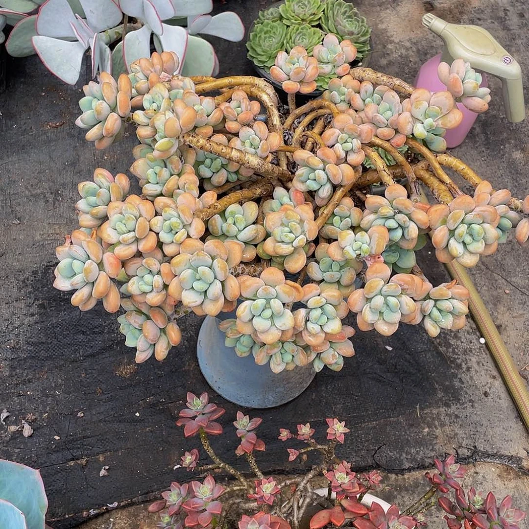 初***见洛神多肉植物大群