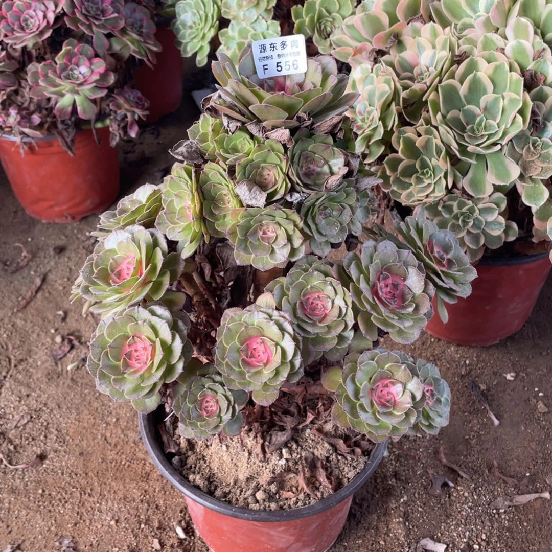 556红太阳多肉法师断枝不包