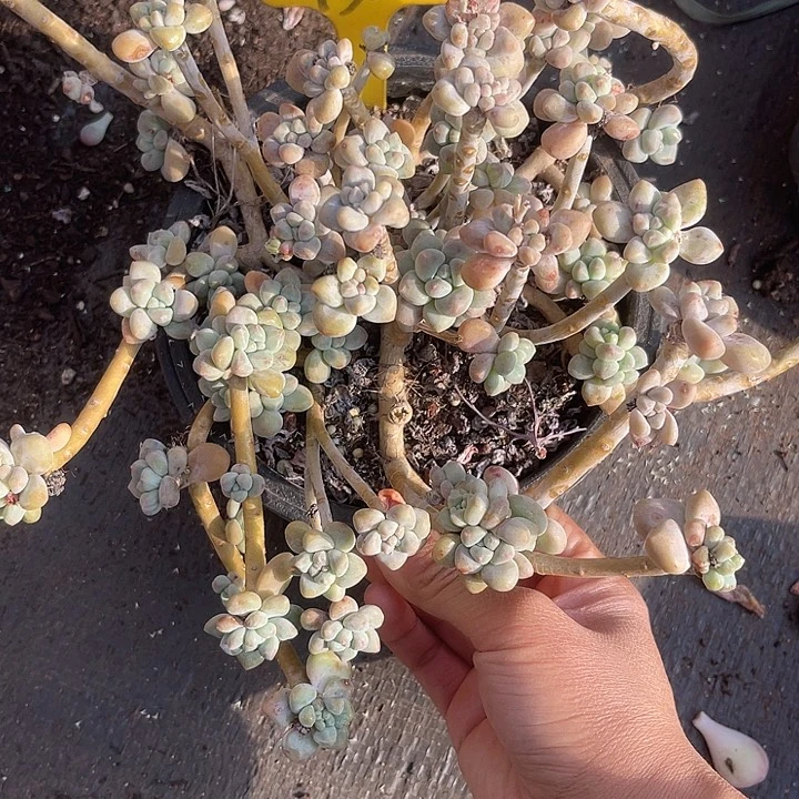 福利出肉，两单包邮150蛋糕