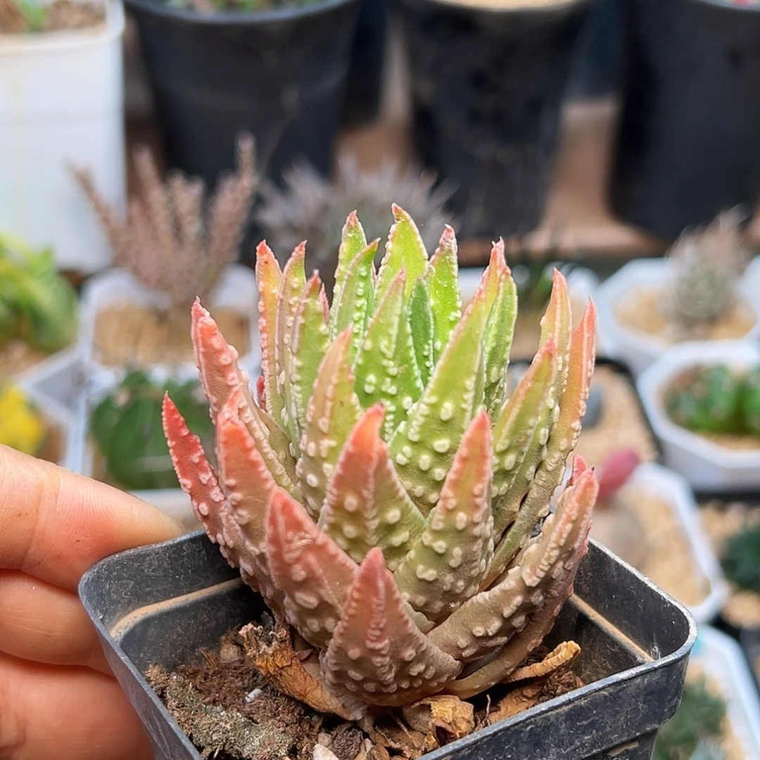 松塔属硬叶十二卷一颗