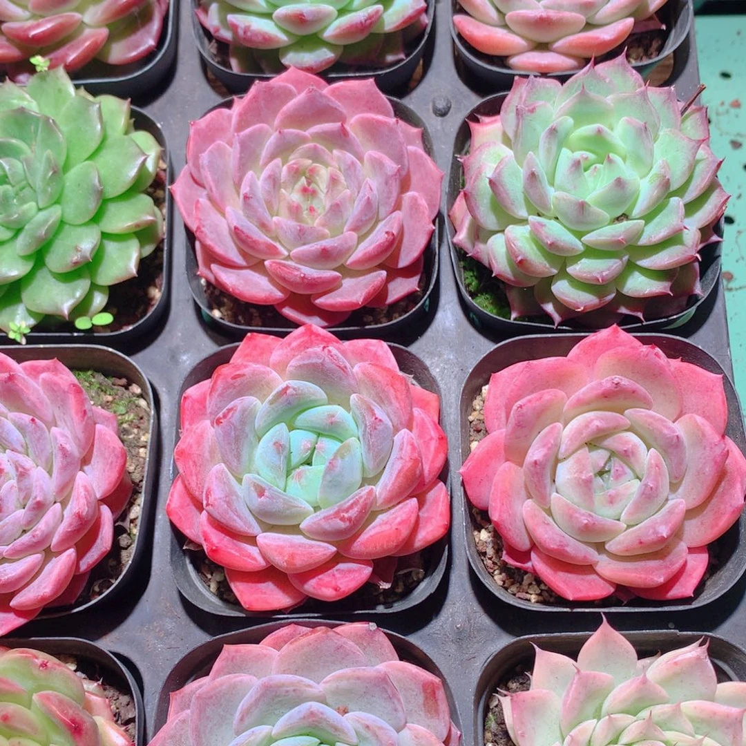 19-量拍品质保证多肉带盆16颗全单头