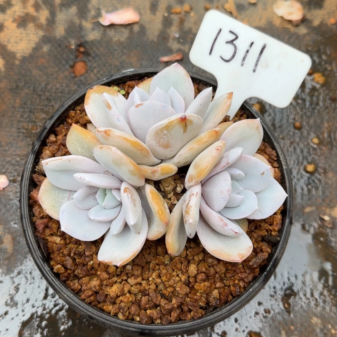 紫****1311。   奶茶三头