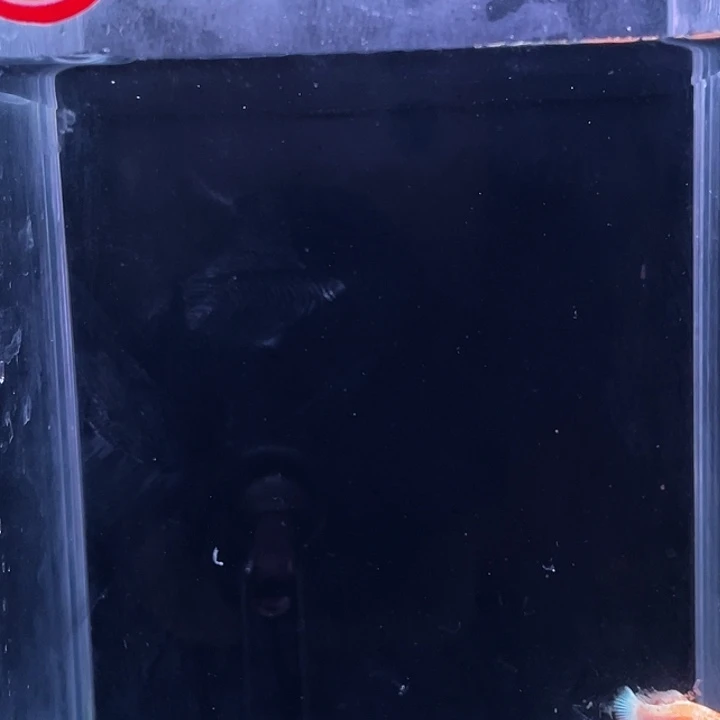 孔雀鱼精品三色苗6条