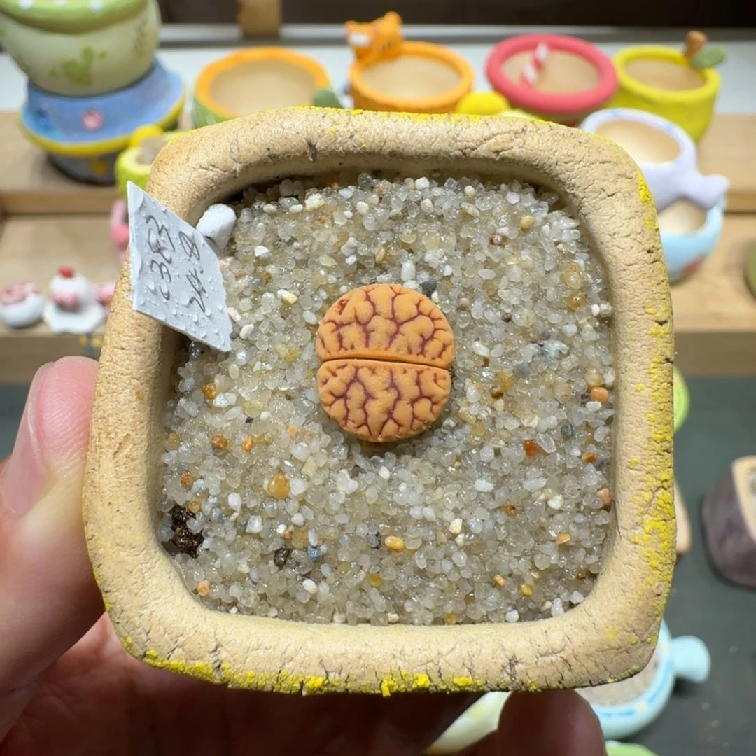 蘑菇299c383拿铁