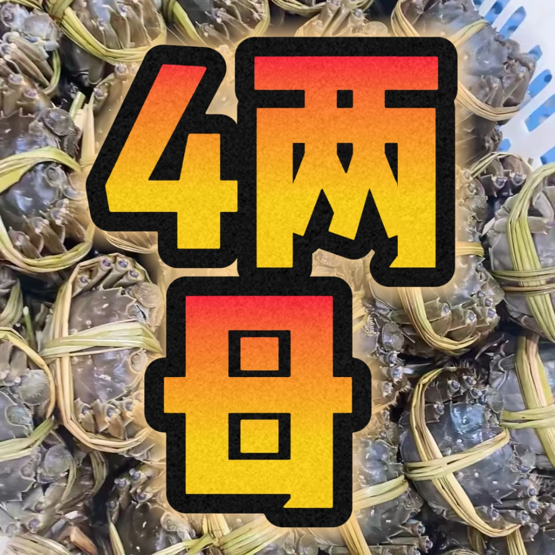直播专享【母蟹 】硬黄母蟹3.8-4两/5只螃蟹（呼和浩特小时送)