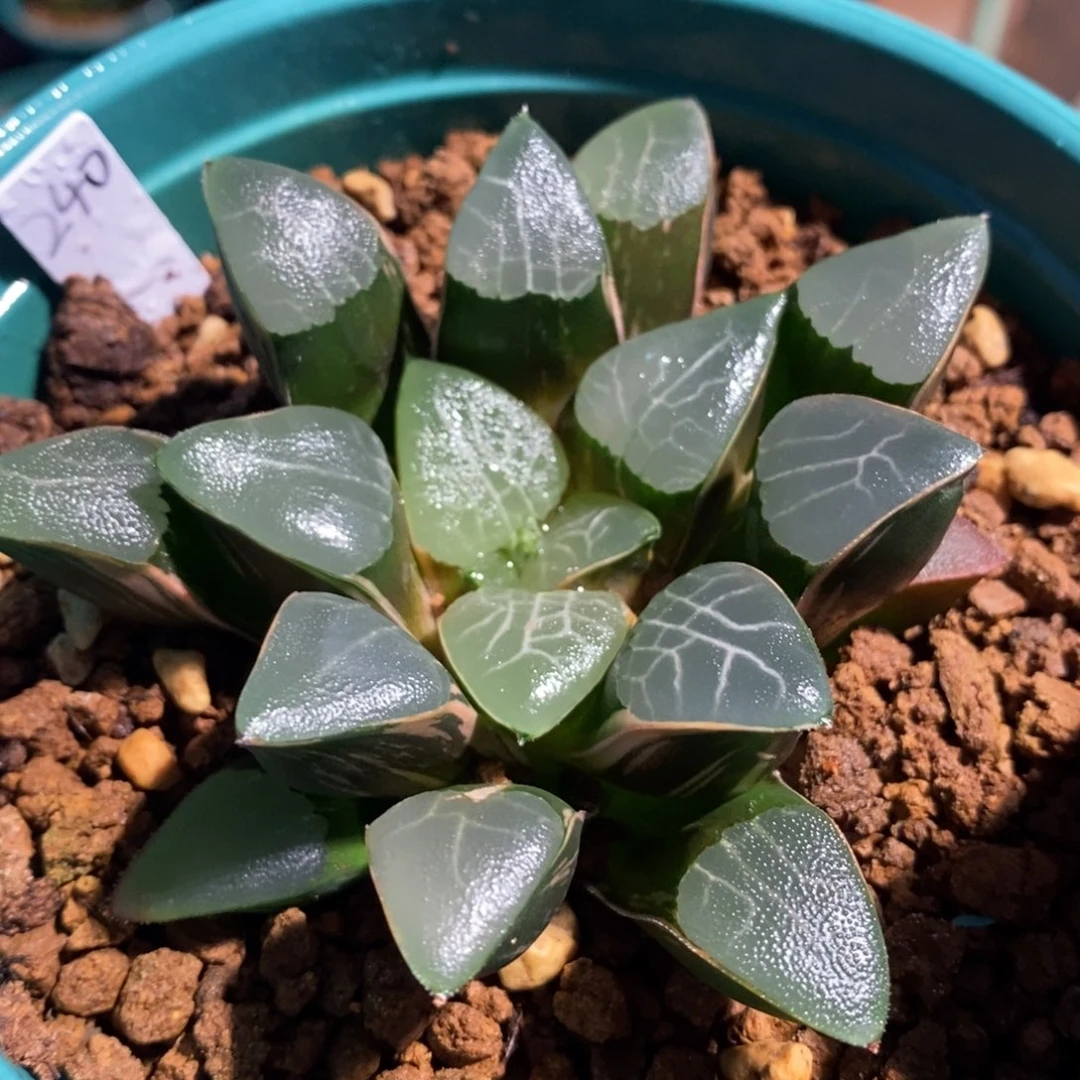 一颗实生大克锦。