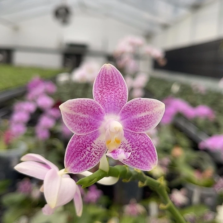 当前无花栽培后可以开花f818 745