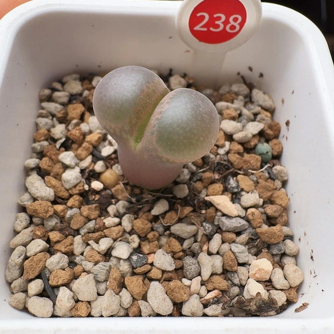 多肉植物福利风铃238