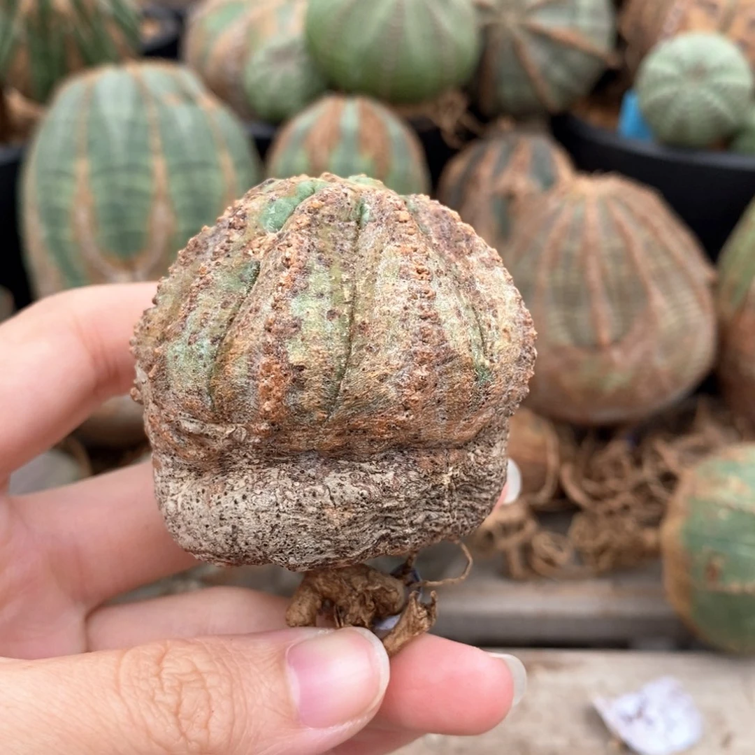 15布纹球精品一物一拍