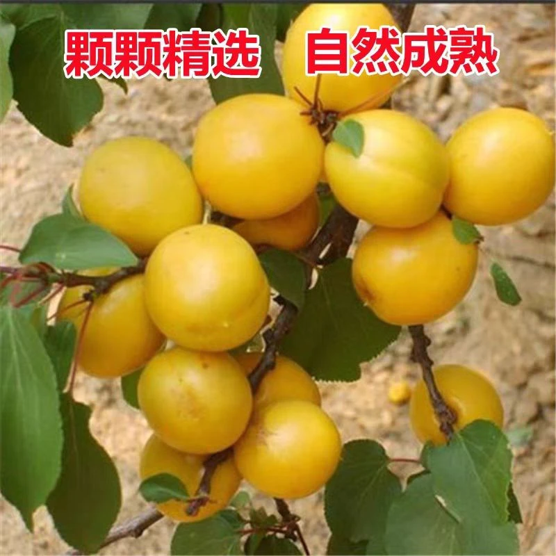 沂蒙山油杏珍珠油杏产地直发现摘现发