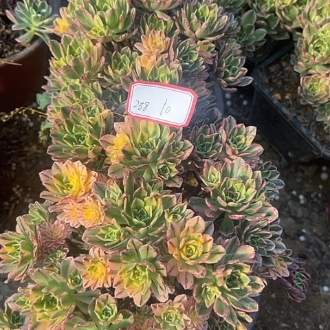 多肉植物甜茶238